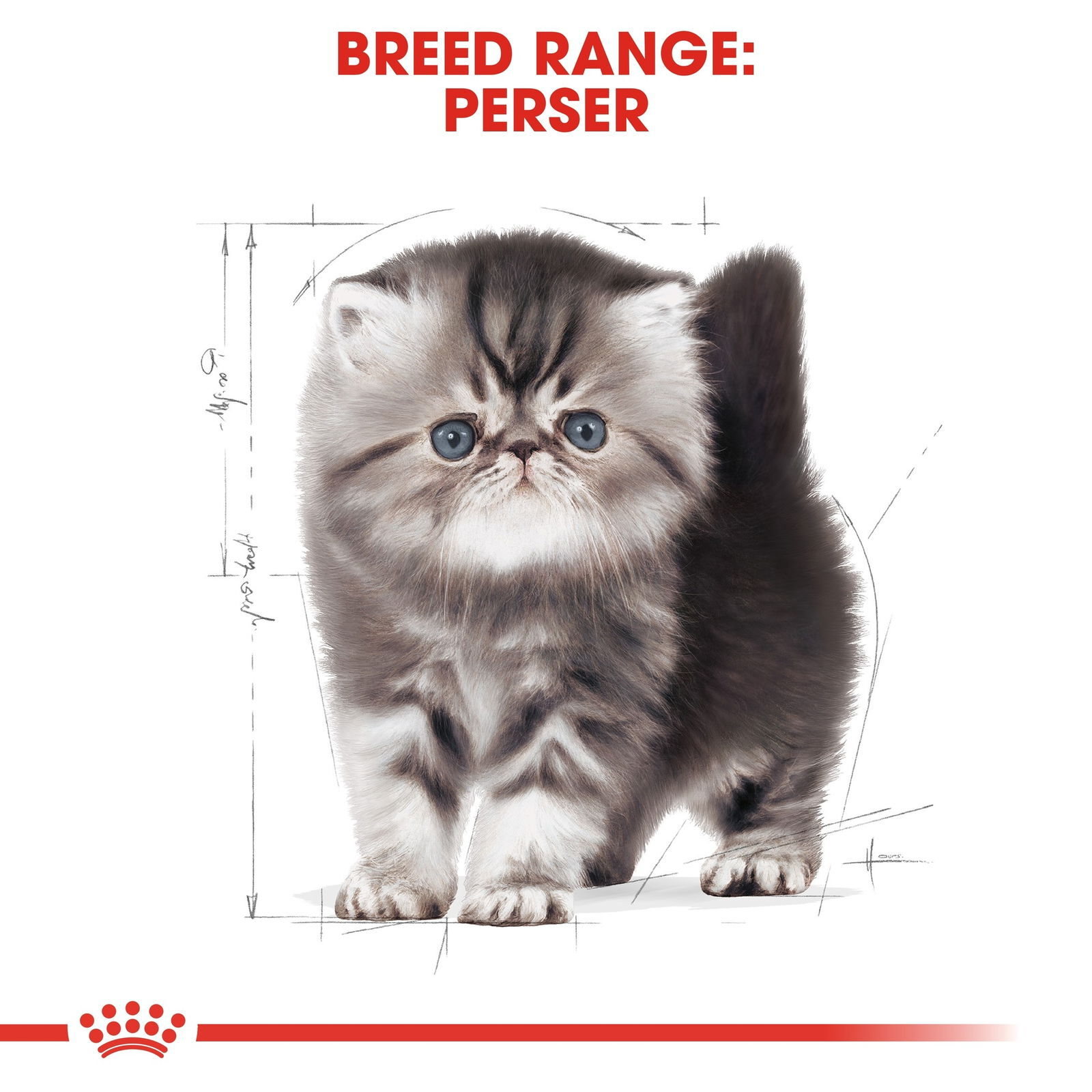 Royal Canin Persian Kitten torrfoder för kattunge