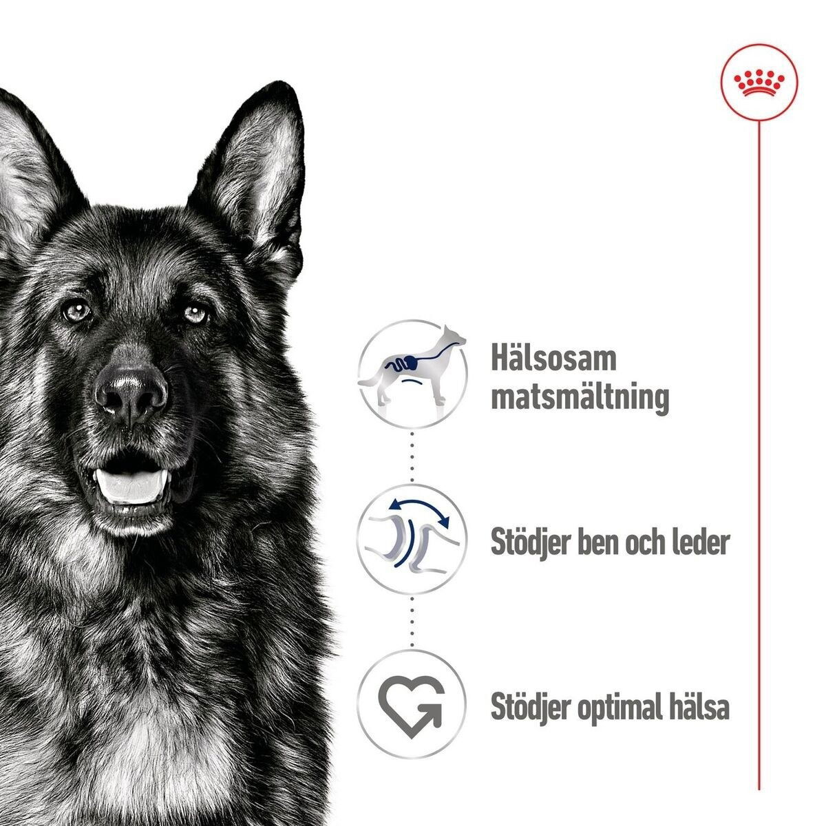Royal Canin Maxi Adult loaf can 410g