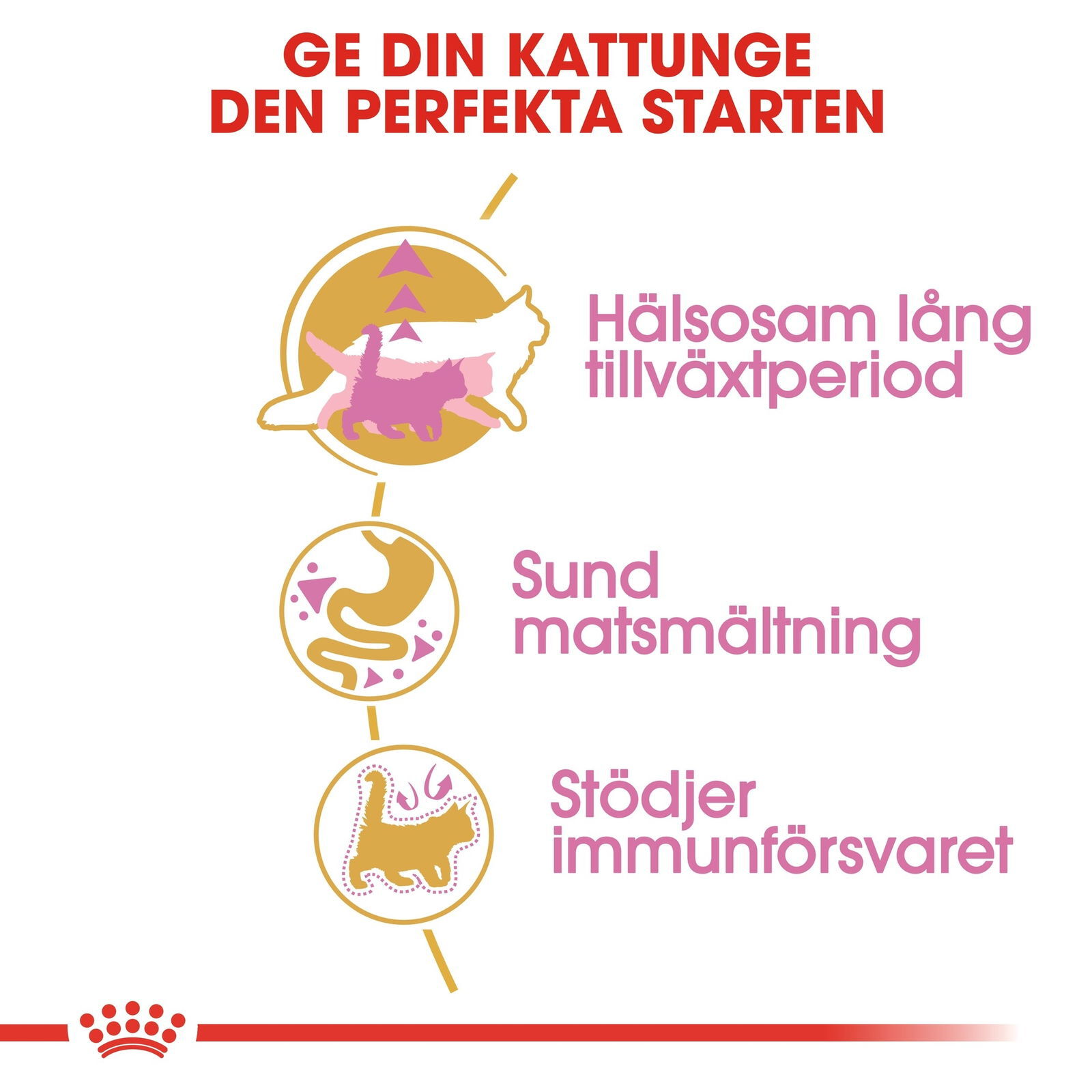 Royal Canin Maine Coon Kitten torrfoder för kattunge