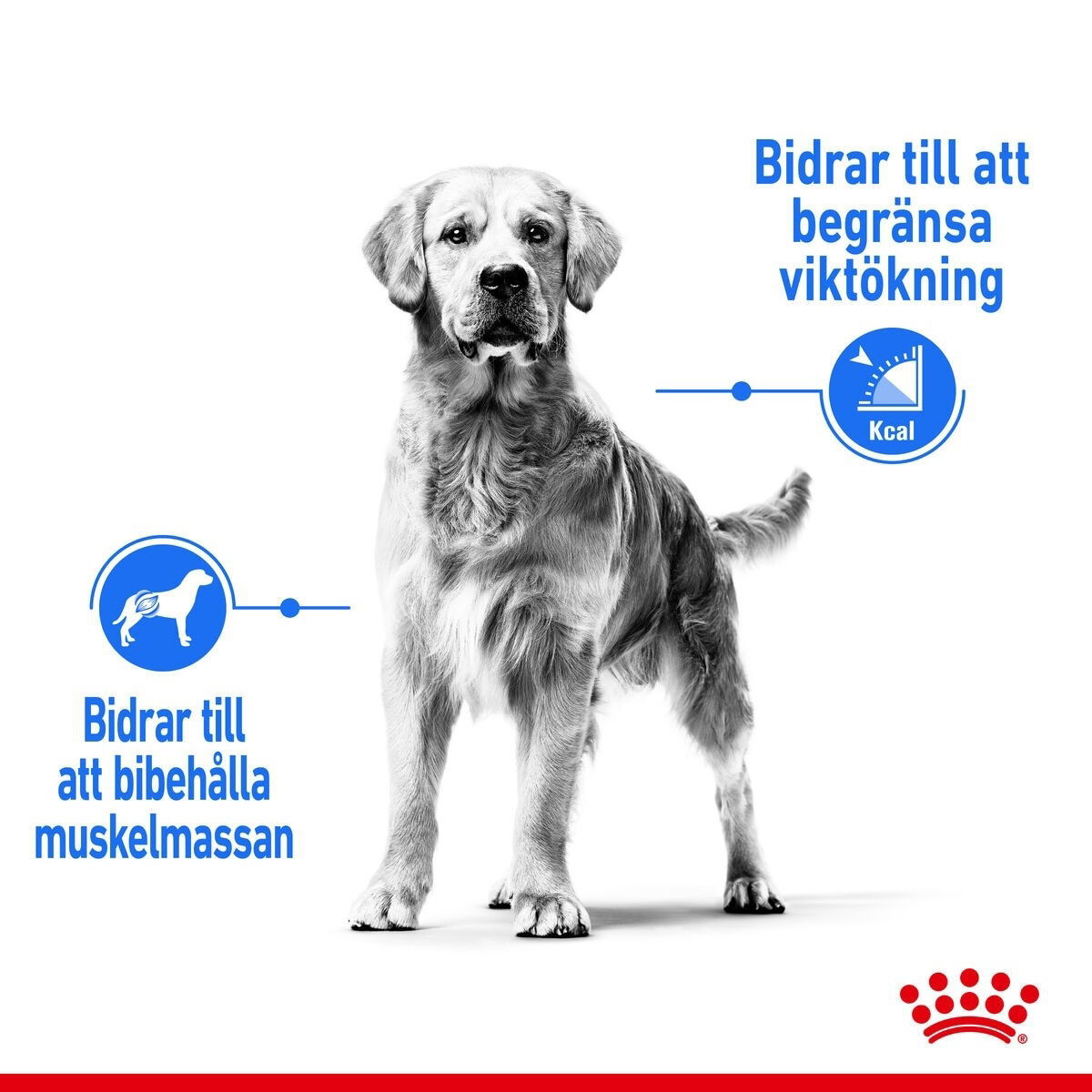 Royal Canin Light Weight Care Medium Adult torrfoder för hund