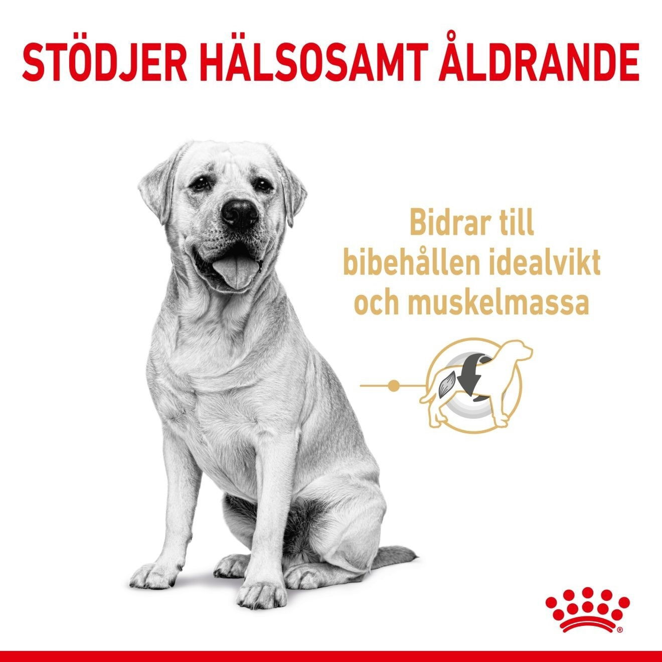 Royal Canin Labrador Retriever Adult 5+ torrfoder för hund