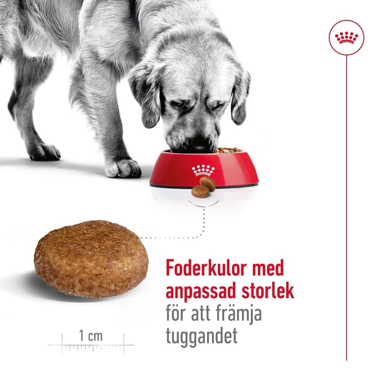 Royal Canin Maxi Adult 5+ torrfoder för hund