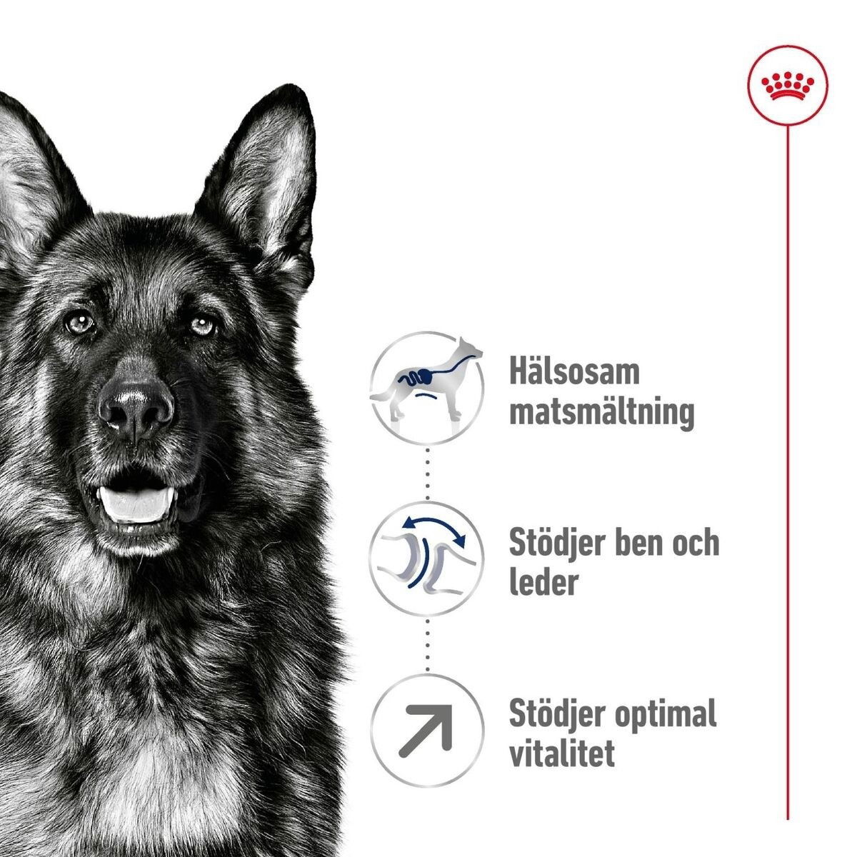 Royal Canin Maxi Adult 5+ torrfoder för hund