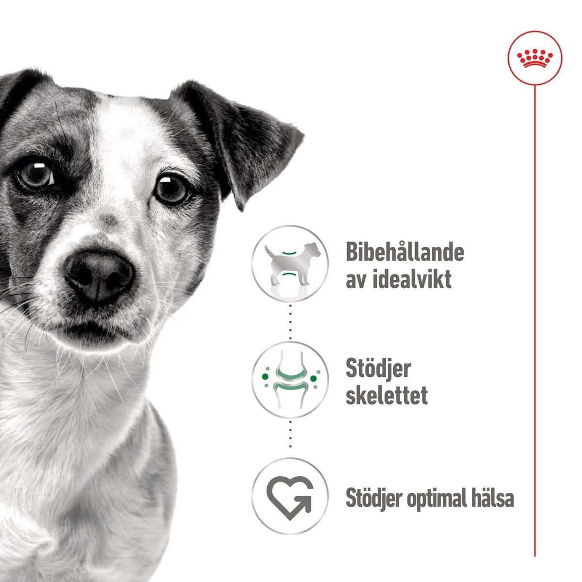 Royal Canin Mini Adult loaf can 195g