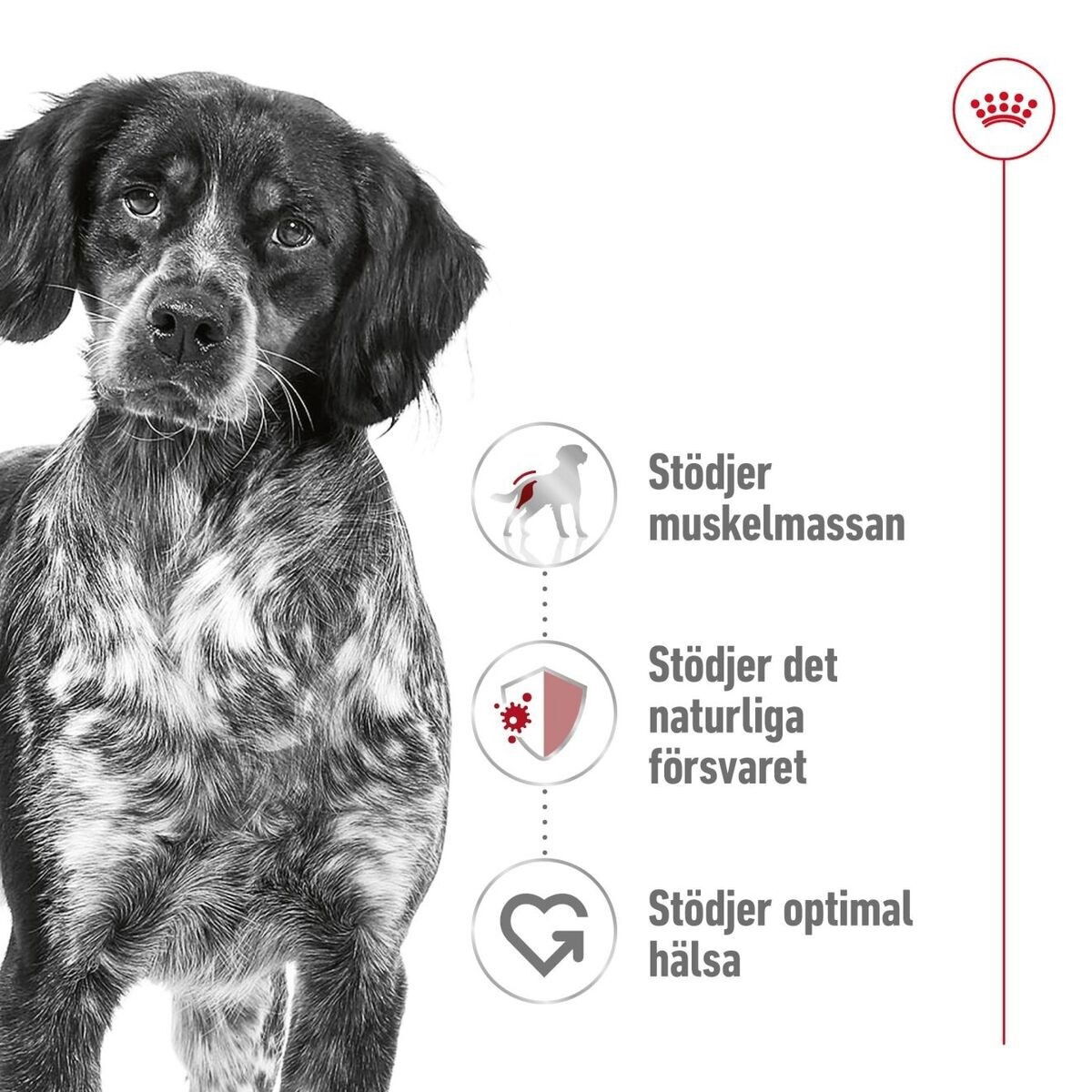 Royal Canin Medium Adult torrfoder för hund