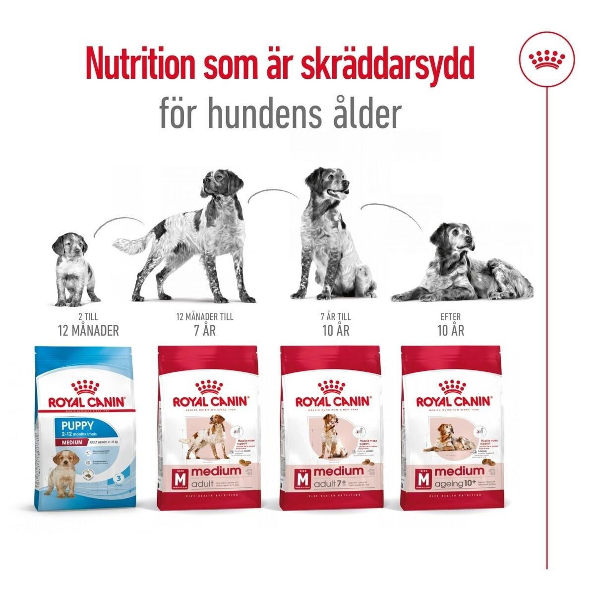 Royal Canin Medium Adult torrfoder för hund