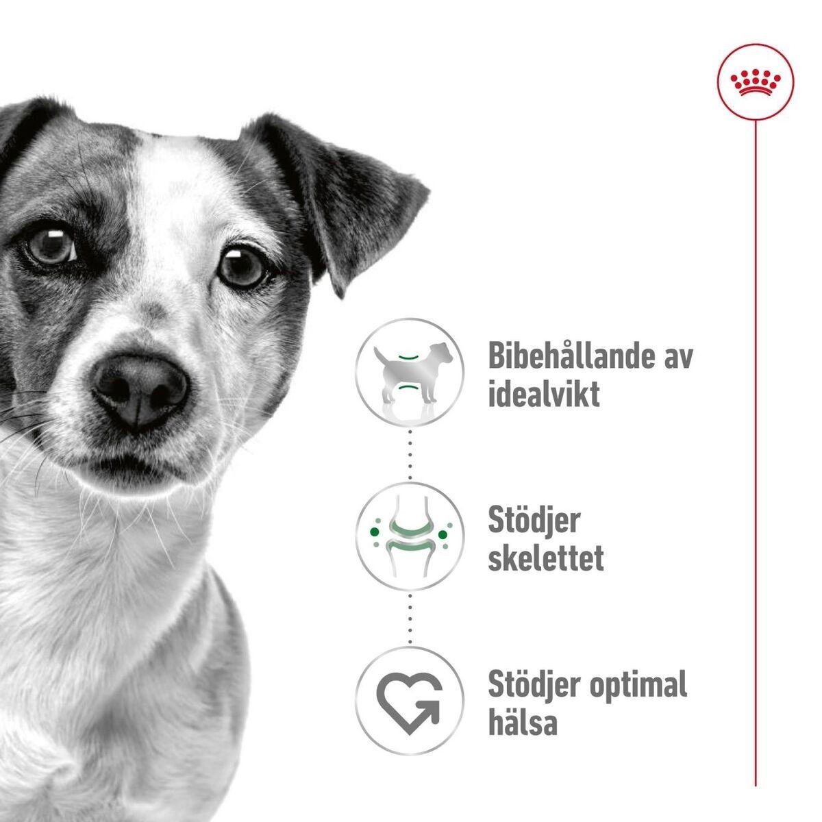 Royal Canin Mini Adult torrfoder för hund