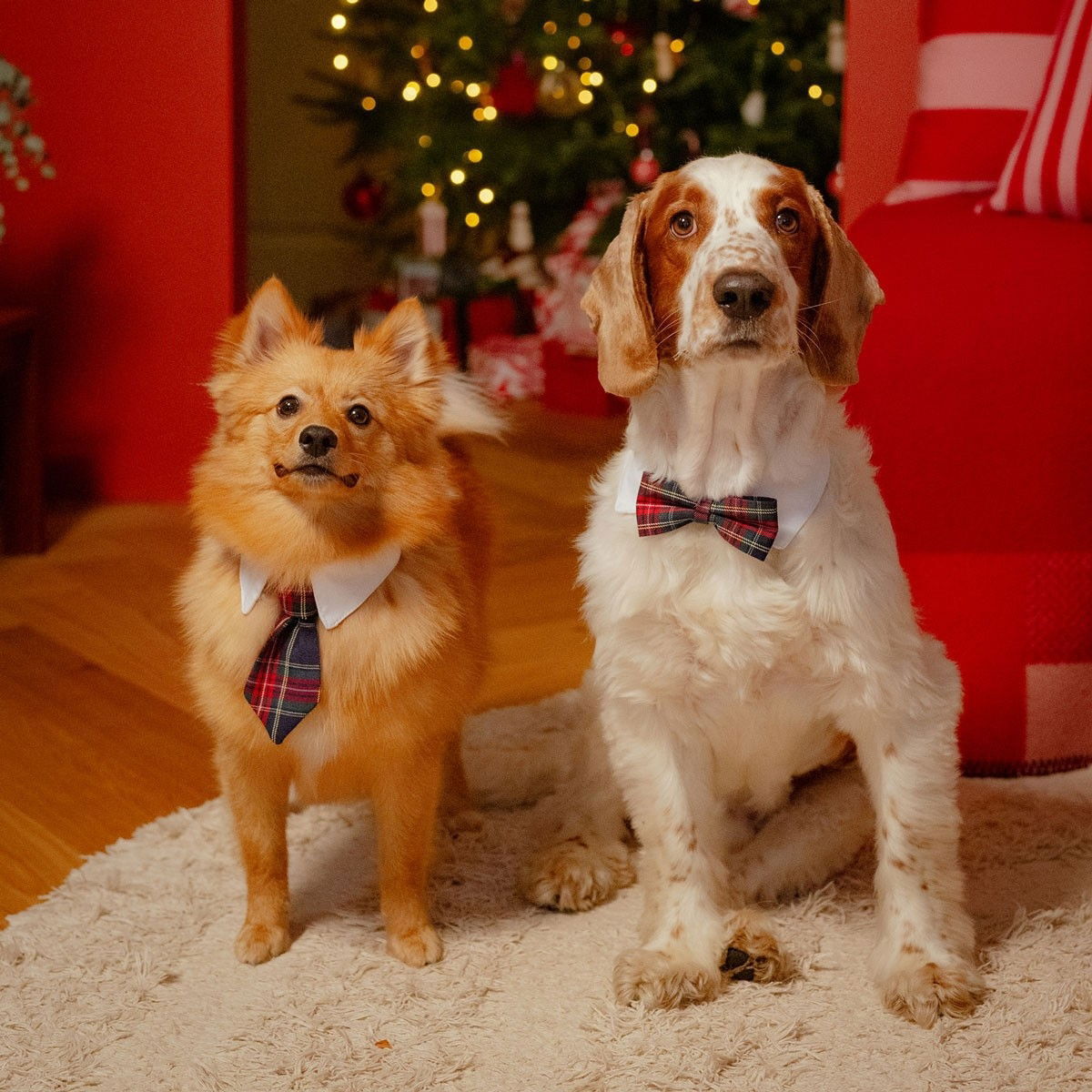 Little&Bigger Bowtie with collar