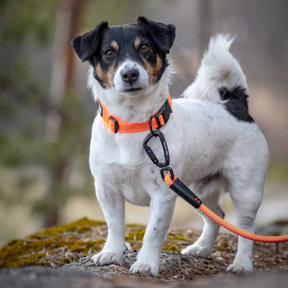 Feel Active Rope leash Orange 6mm