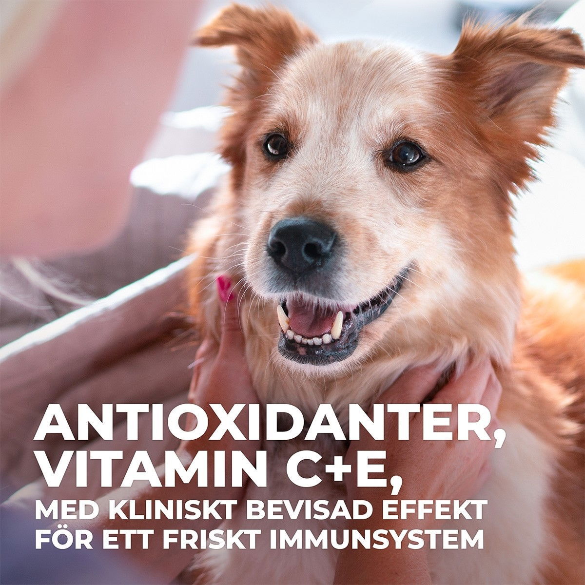 Hill's Science Plan Dog Senior Vitality Large Breed