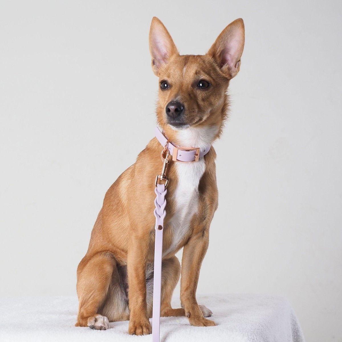 Tyylivoitto Braid leash, lavender