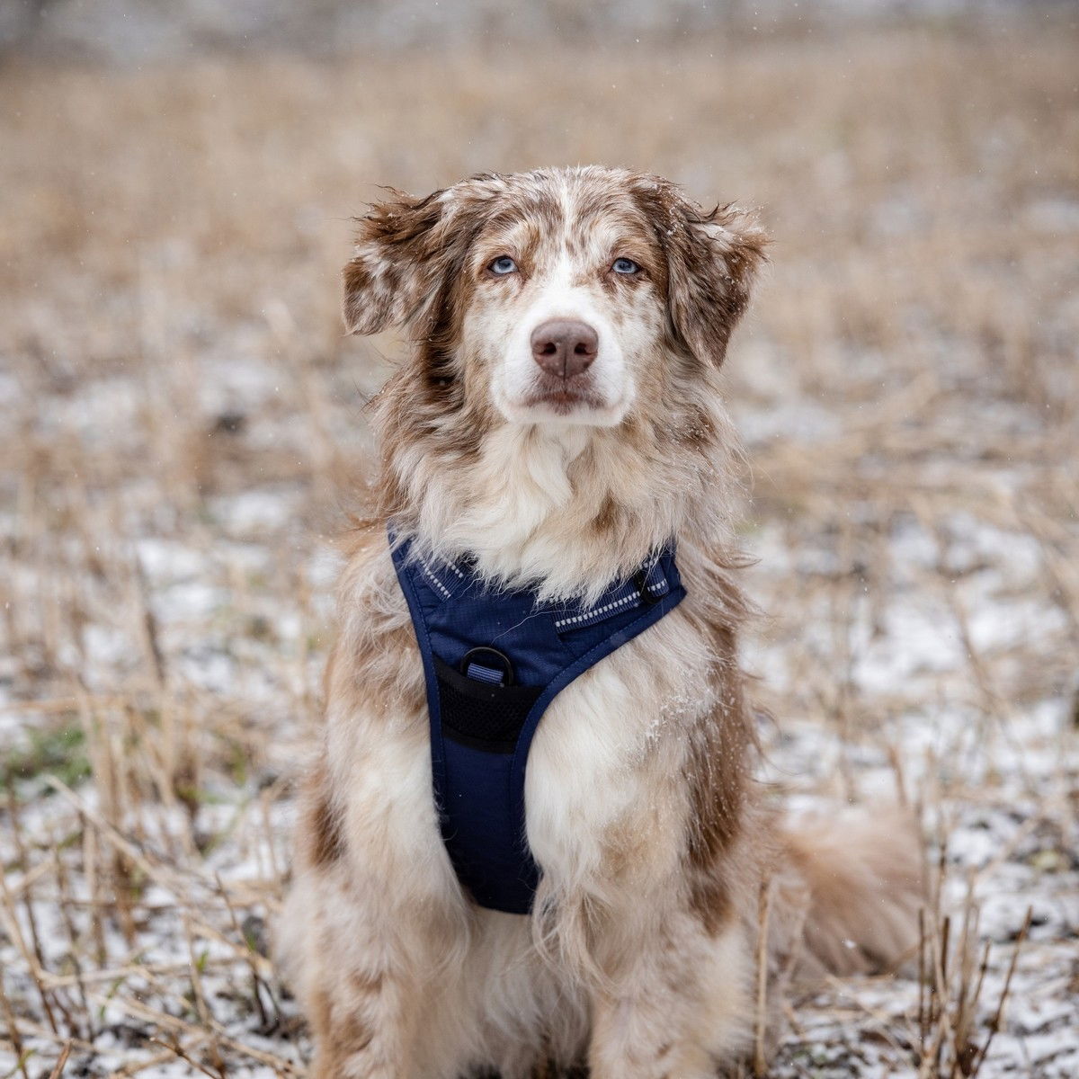 Feel Active Training harness Deep Blue