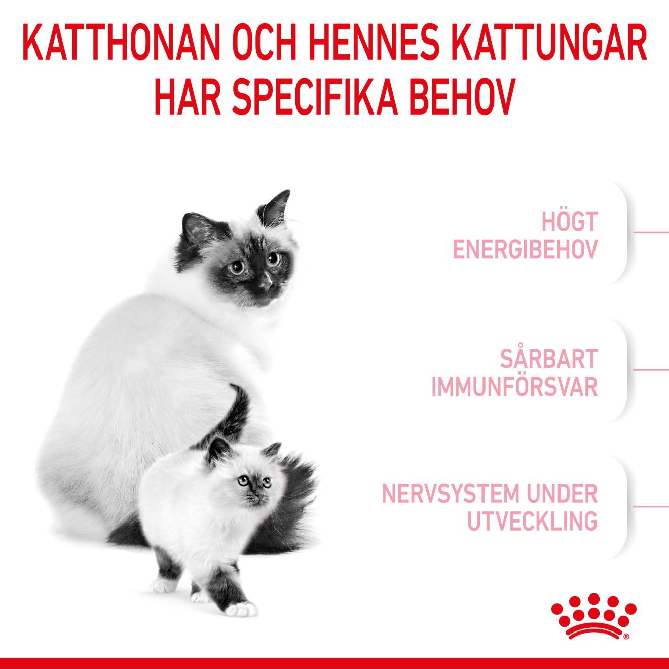Royal Canin Mother & Babycat torrfoder för katt och kattunge