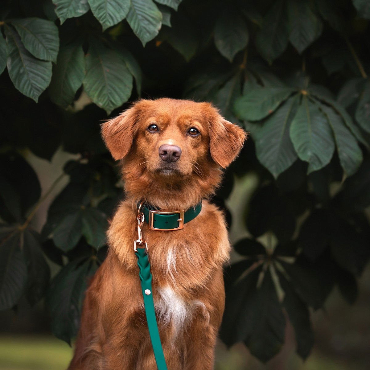 Tyylivoitto Classy collar emerald