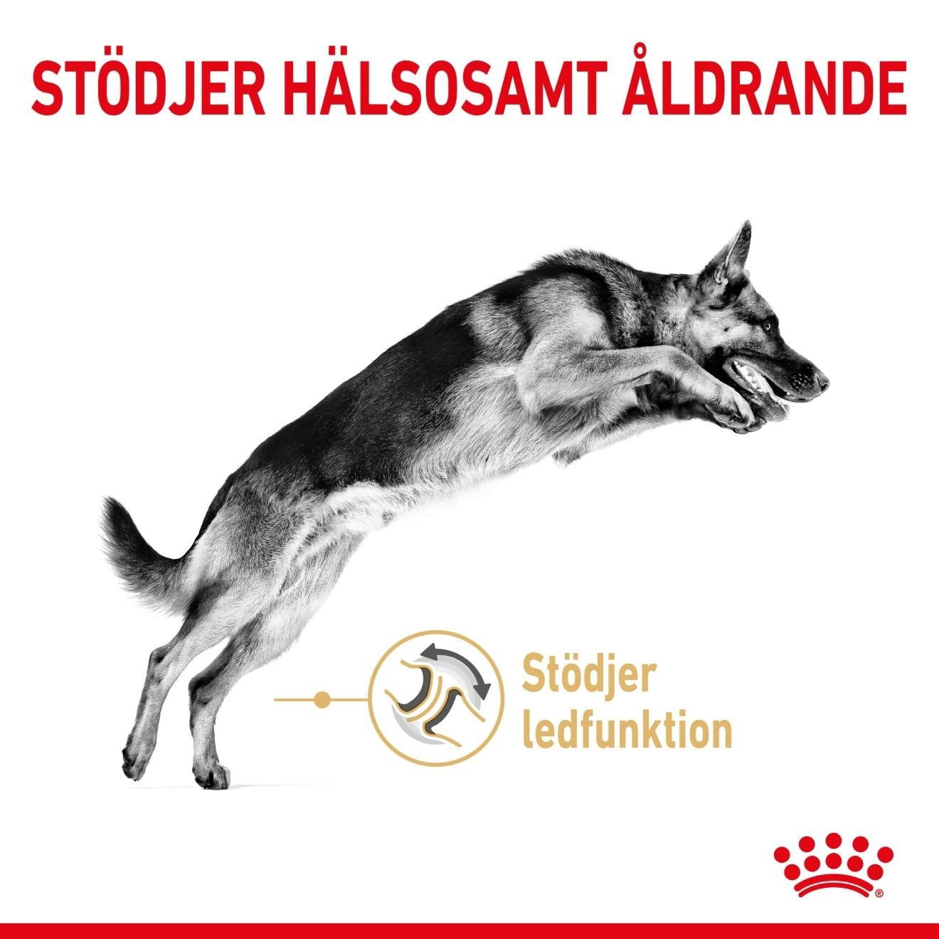 Royal Canin German Shepherd Adult 5+ torrfoder för hund
