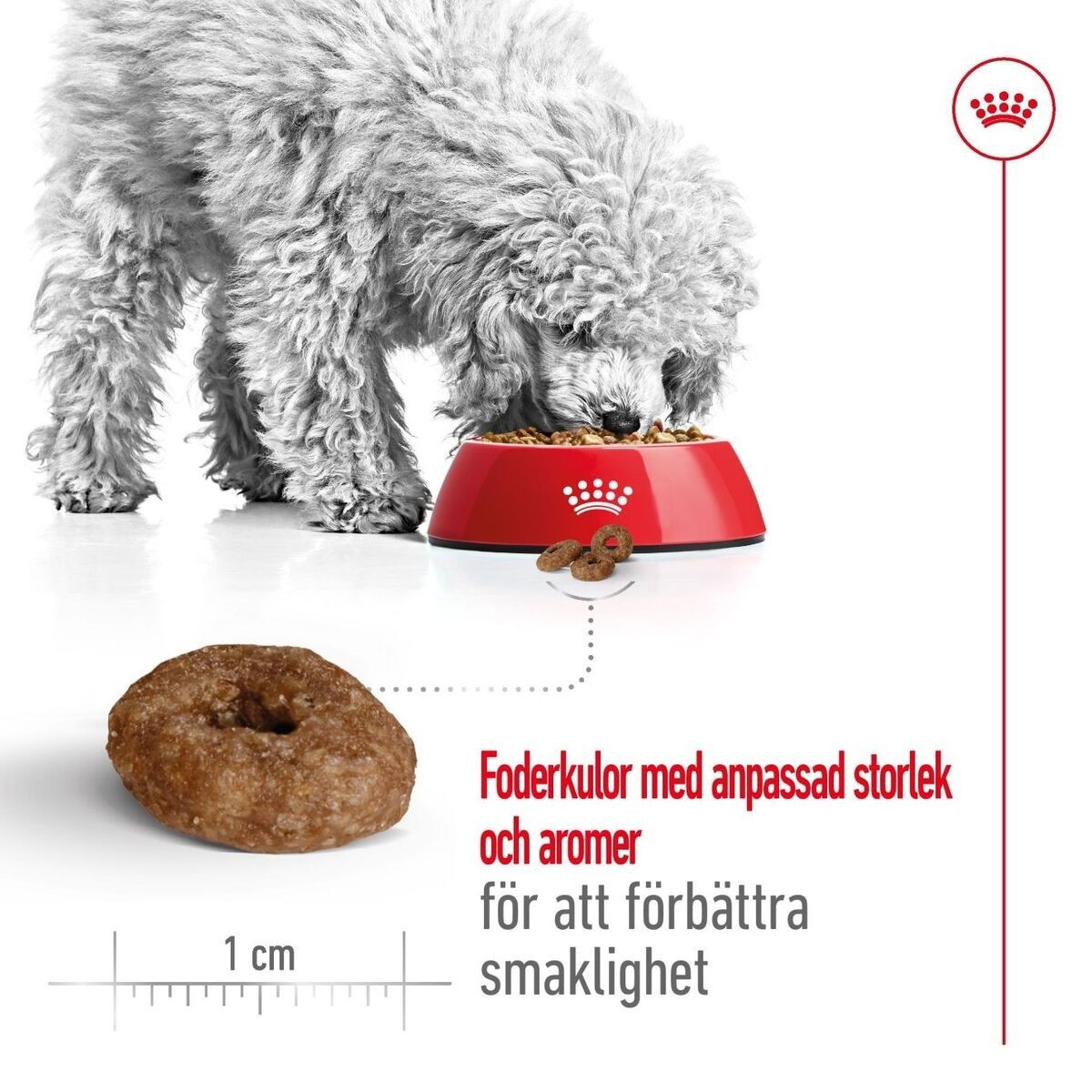 Royal Canin Mini Ageing 12+ torrfoder för hund