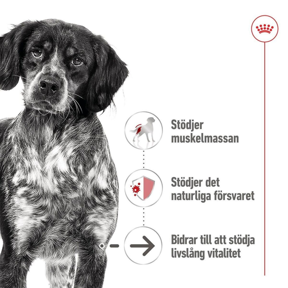 Royal Canin Medium Ageing Gravy våtfoder för hund
