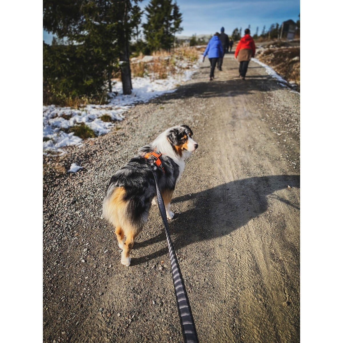Non-stop Touring Bungee Leash