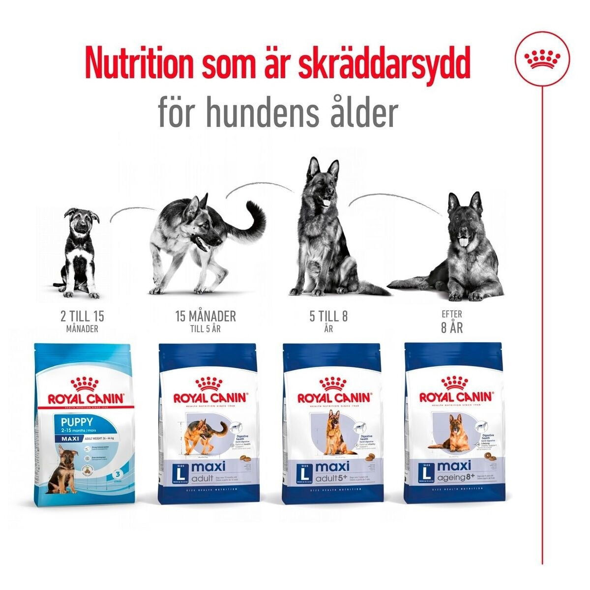 Royal Canin Maxi Ageing 8+ torrfoder för hund