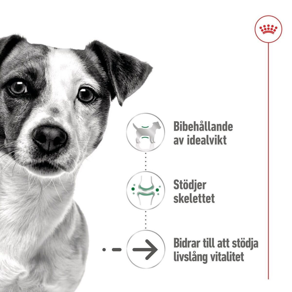Royal Canin Mini Ageing loaf can 195g