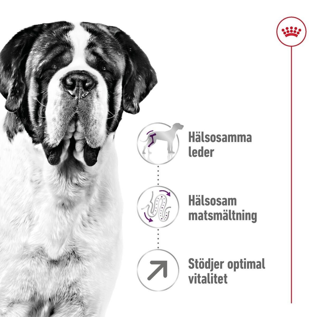 Royal Canin Giant Adult torrfoder för hund