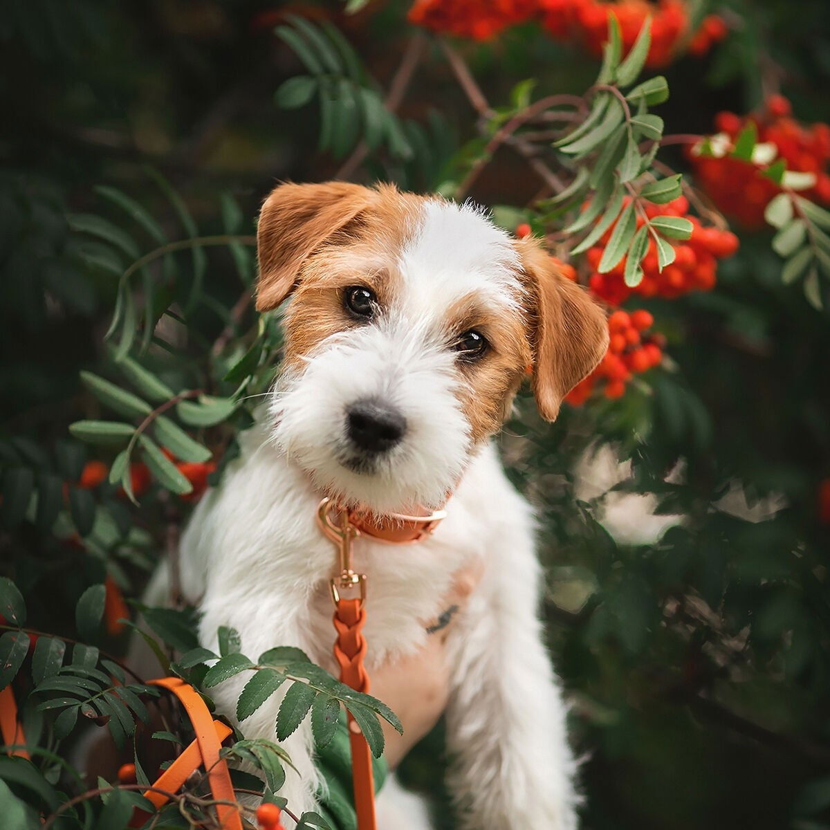 Tyylivoitto Classy collar narrow, burnt orange