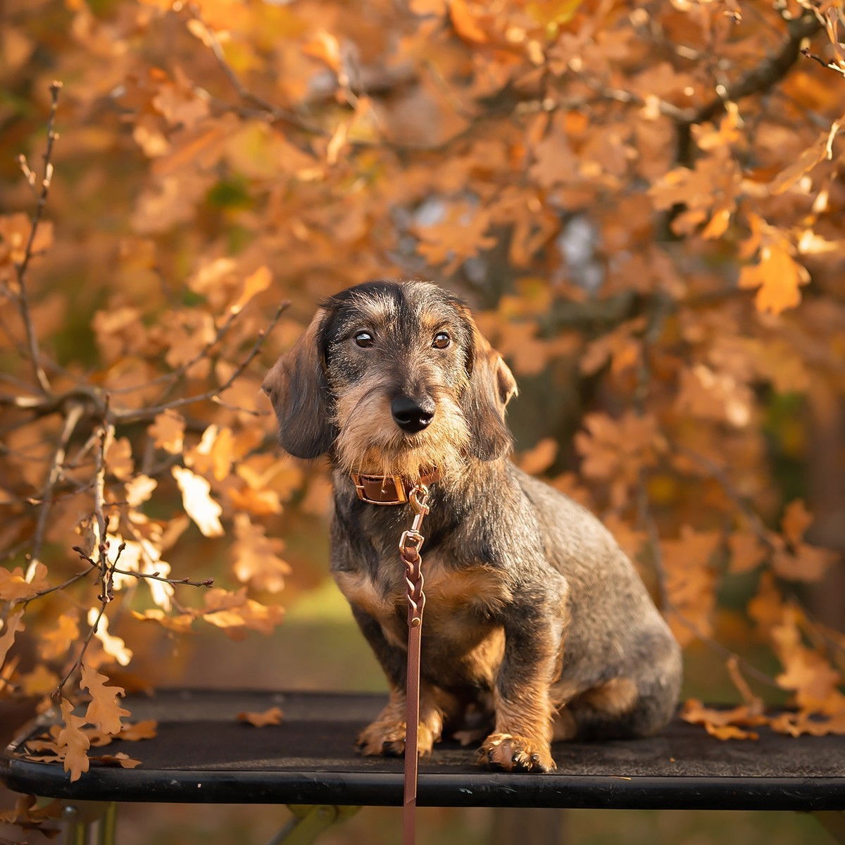 Tyylivoitto Classy narrow collar, brown