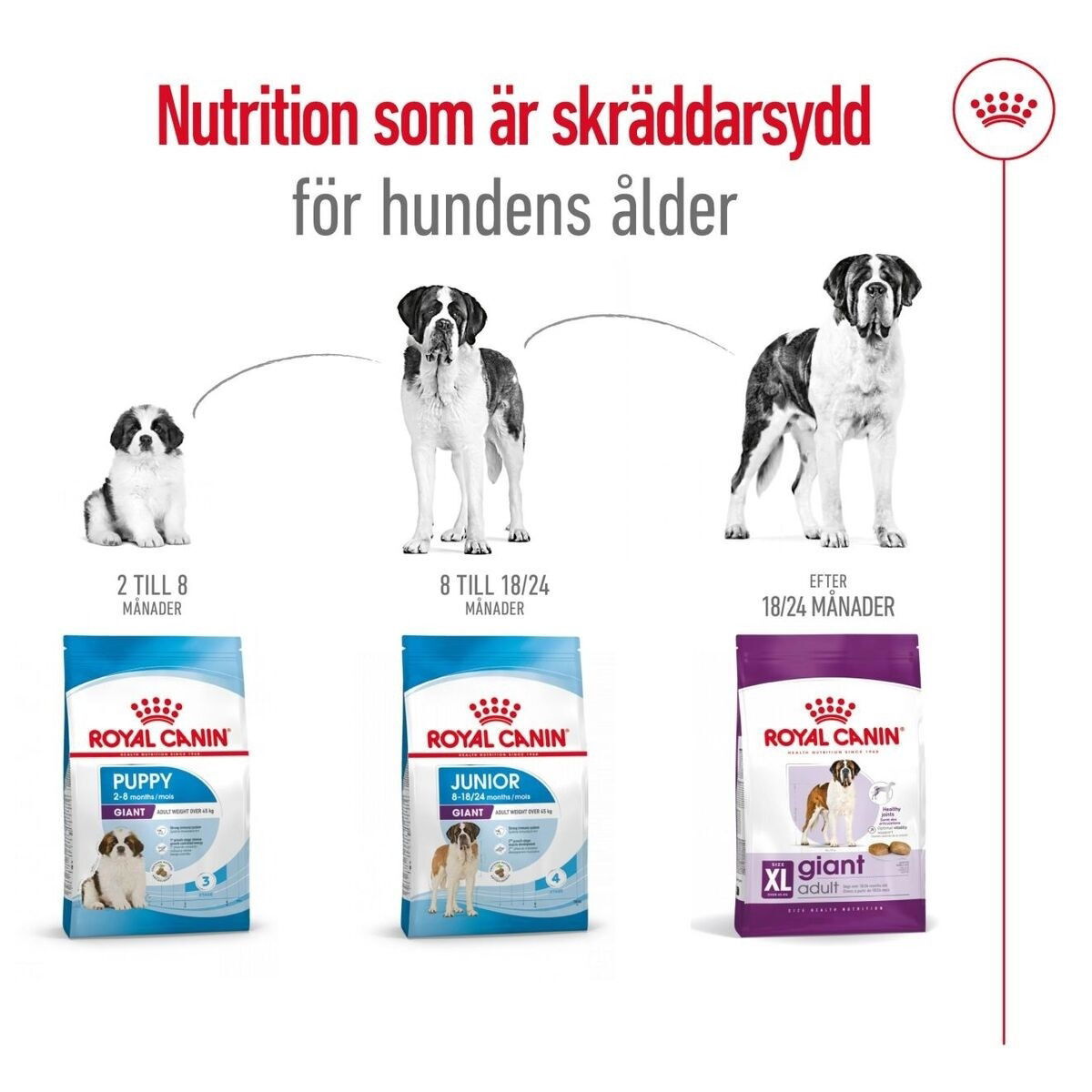 Royal Canin Giant Adult torrfoder för hund