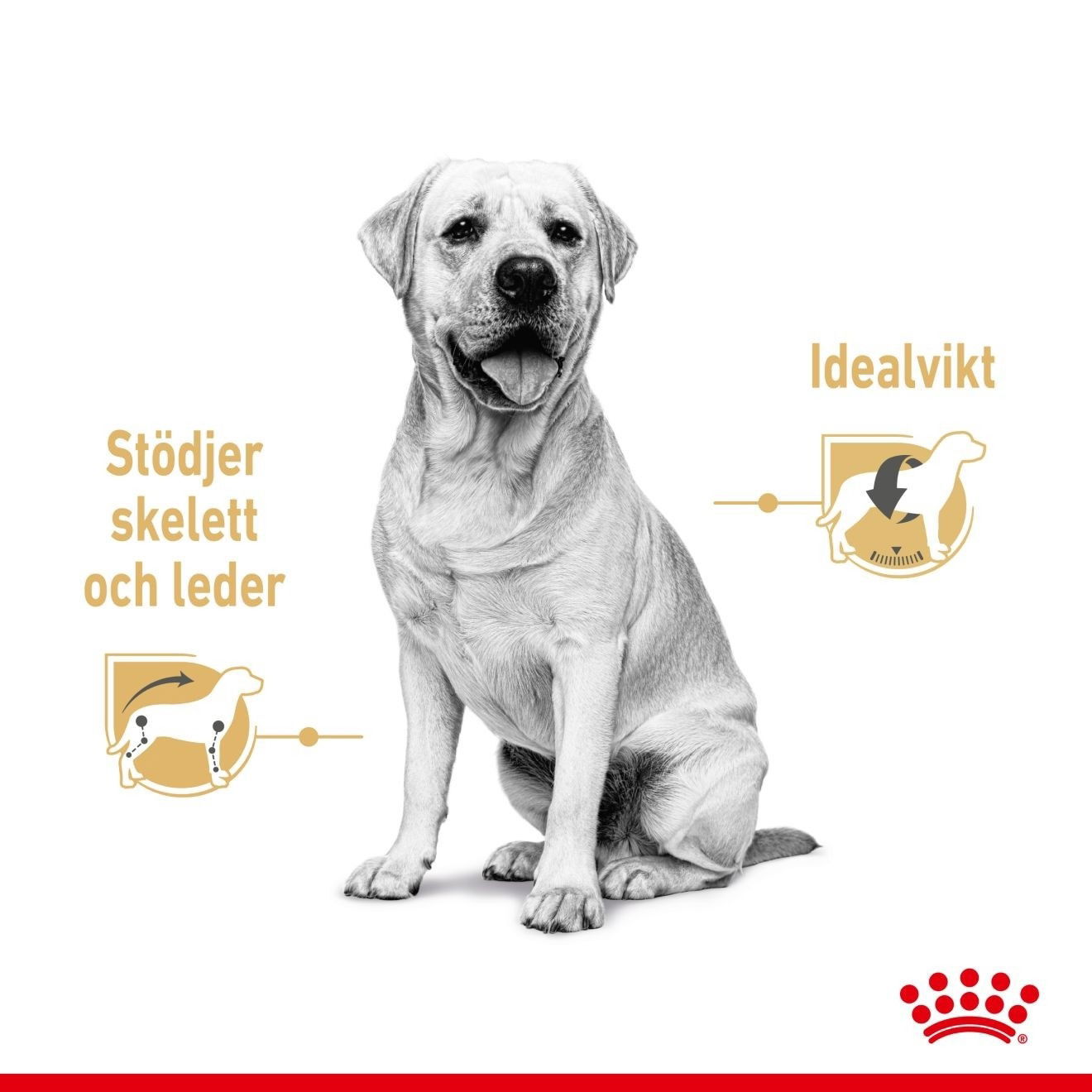 Royal Canin Breed Labrador Retriever 10 x 140 g