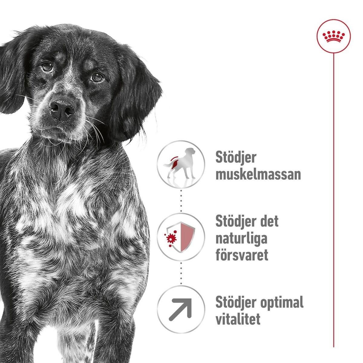 Royal Canin Medium Adult 7+ torrfoder för hund