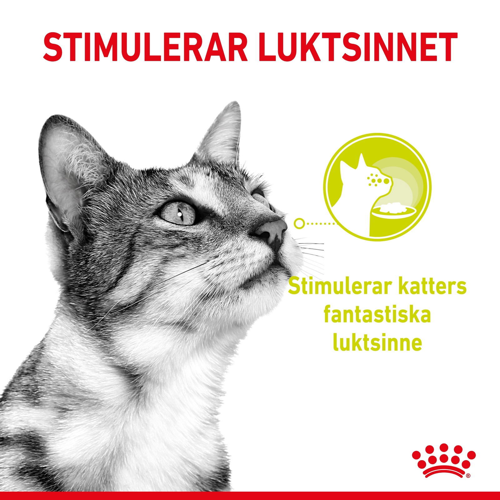 Royal Canin Sensory Mixed Box Gravy Adult våtfoder för katt