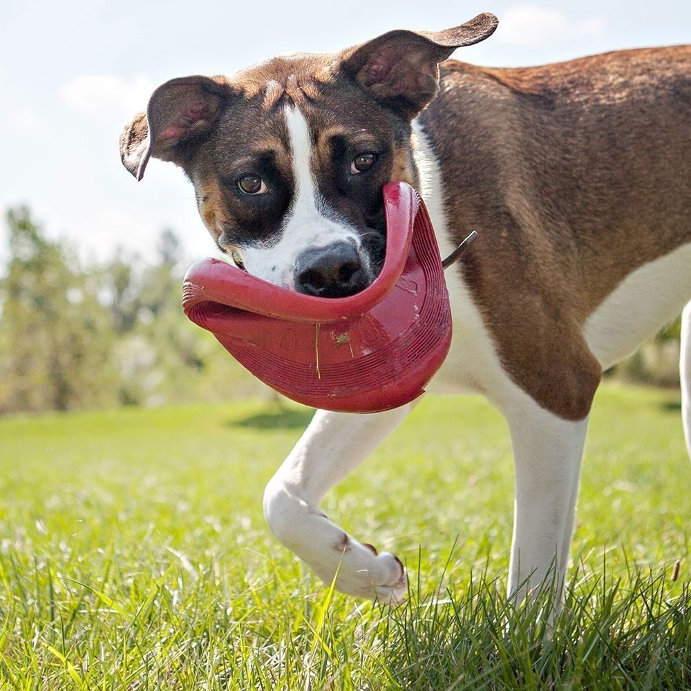 KONG Flyer Frisbee