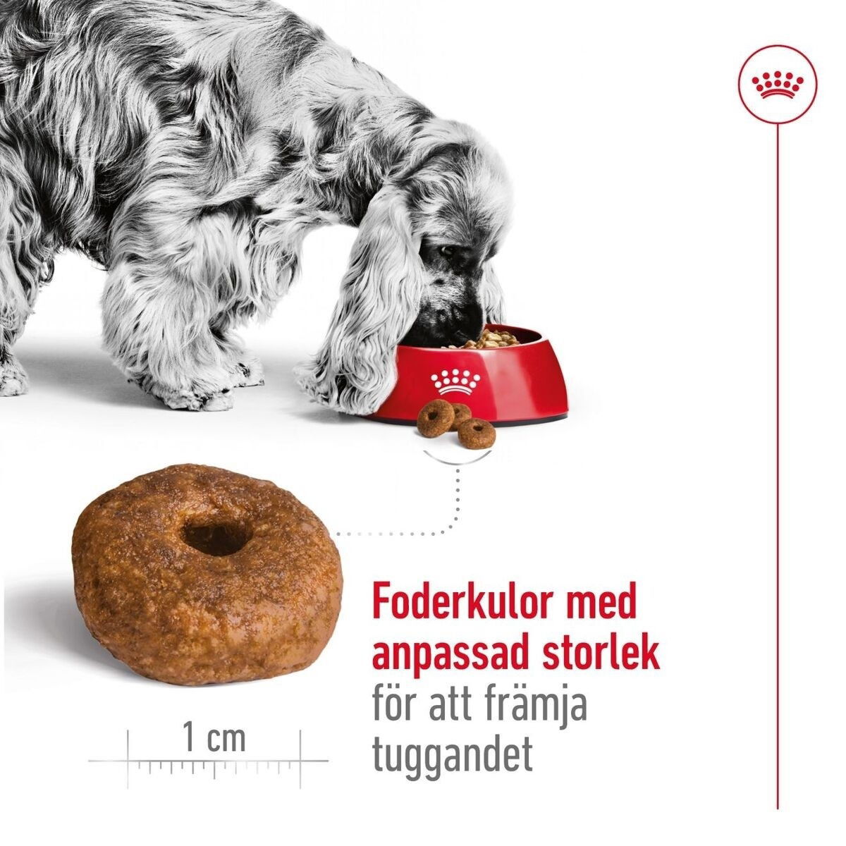 Royal Canin Medium Ageing 10+ torrfoder för hund