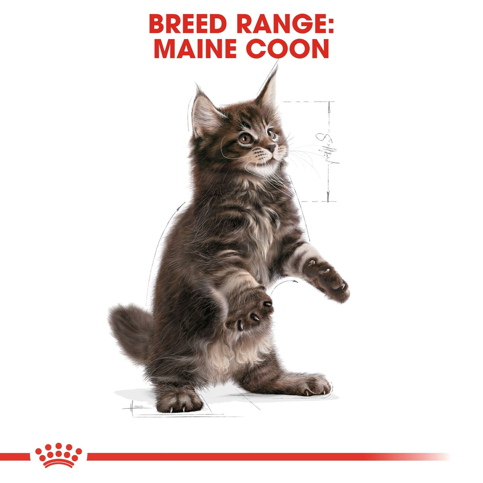 Royal Canin Maine Coon Kitten torrfoder för kattunge