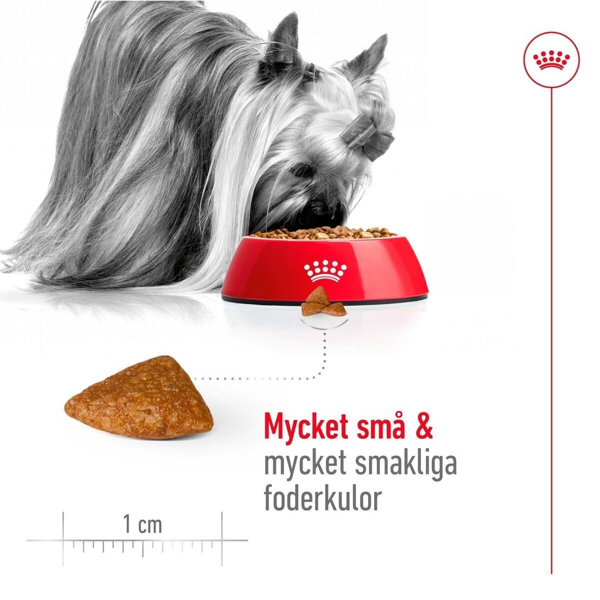 Royal Canin X-small Ageing 12+ torrfoder för hund