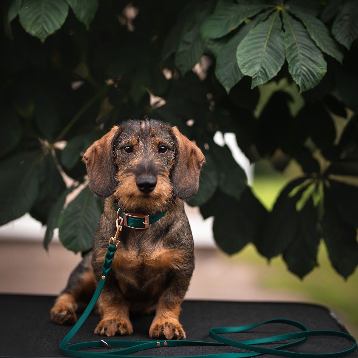 Tyylivoitto Braid leash, emerald