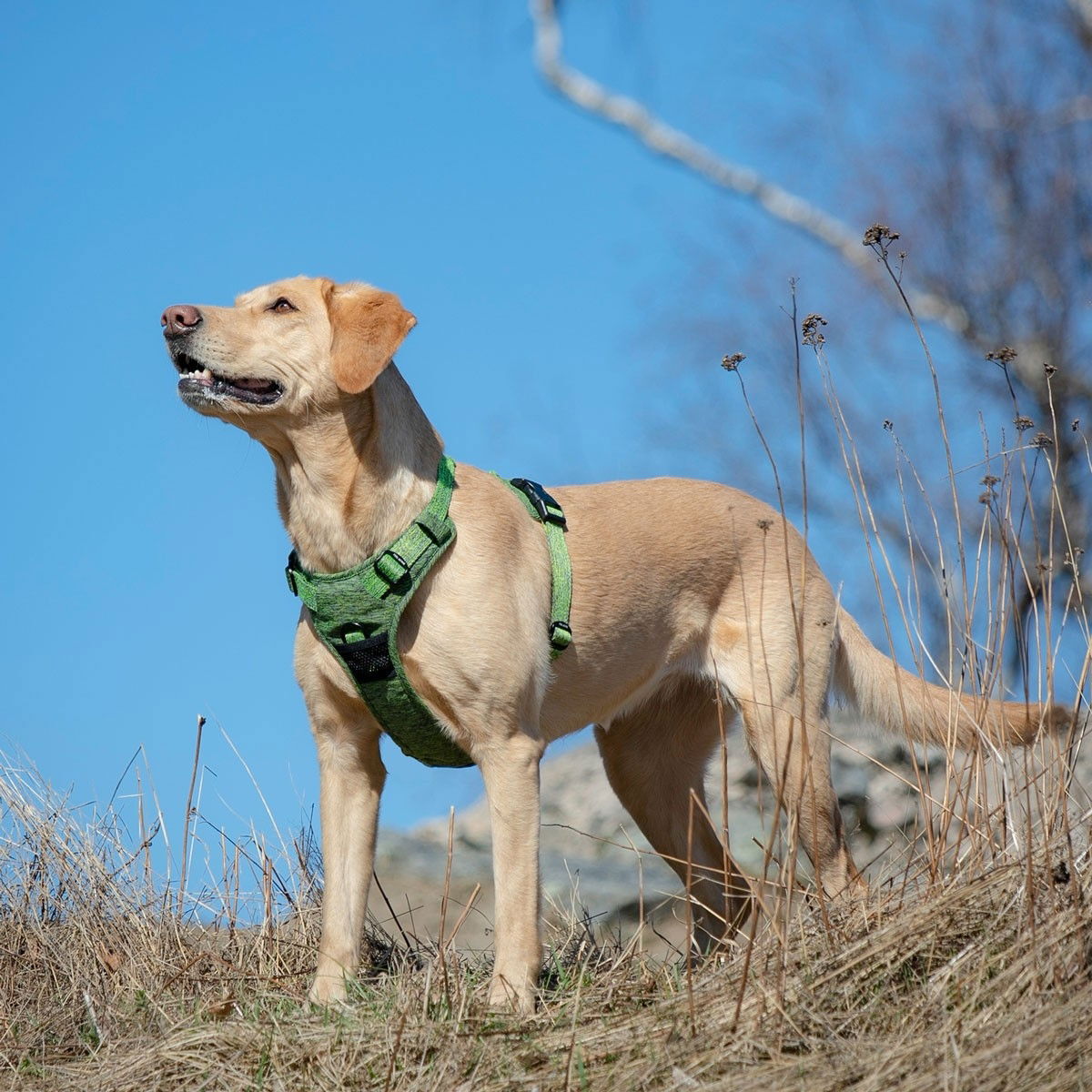 Feel Active Training harness Forest Green