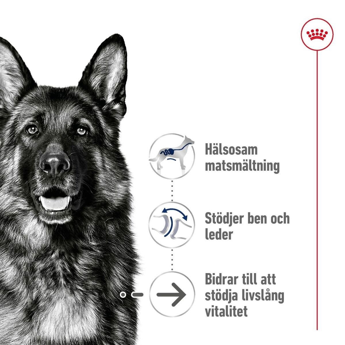 Royal Canin Maxi Ageing 8+ torrfoder för hund