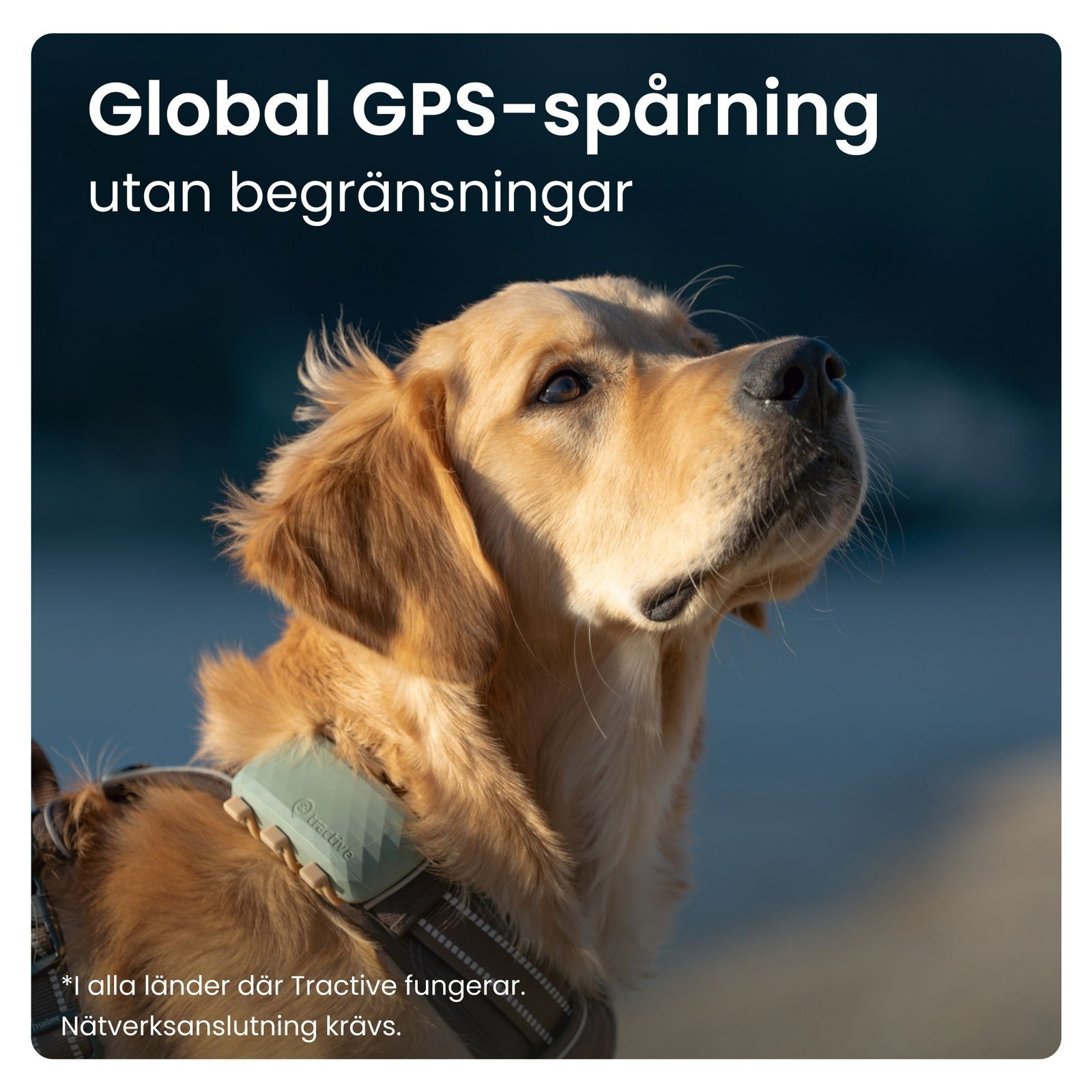 Tractive for DOG XL GPS