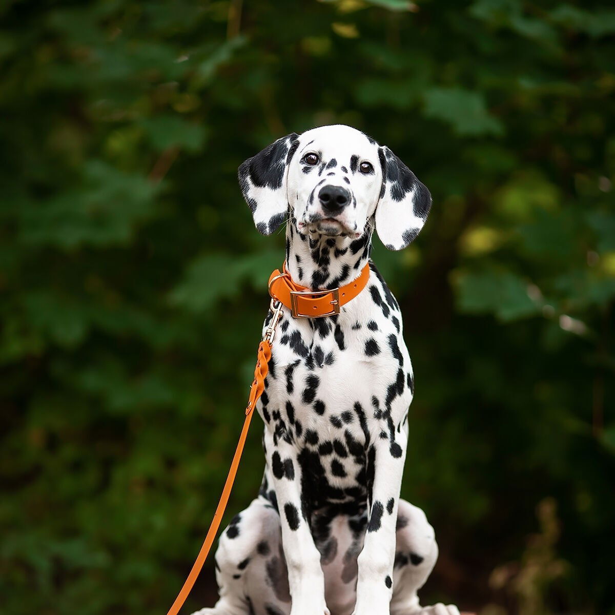 Tyylivoitto Classy collar, burnt orange