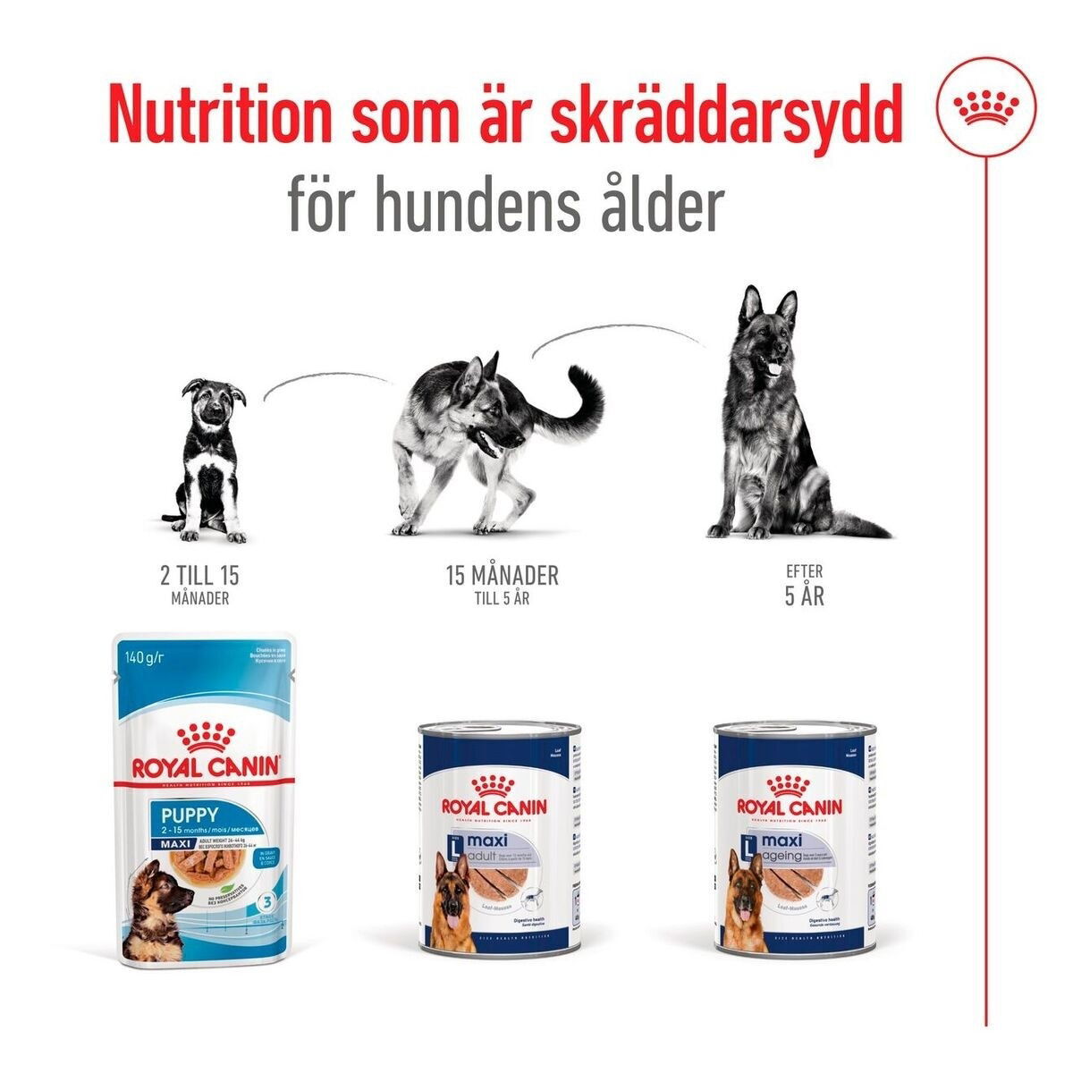 Royal Canin Maxi Adult loaf can 410g