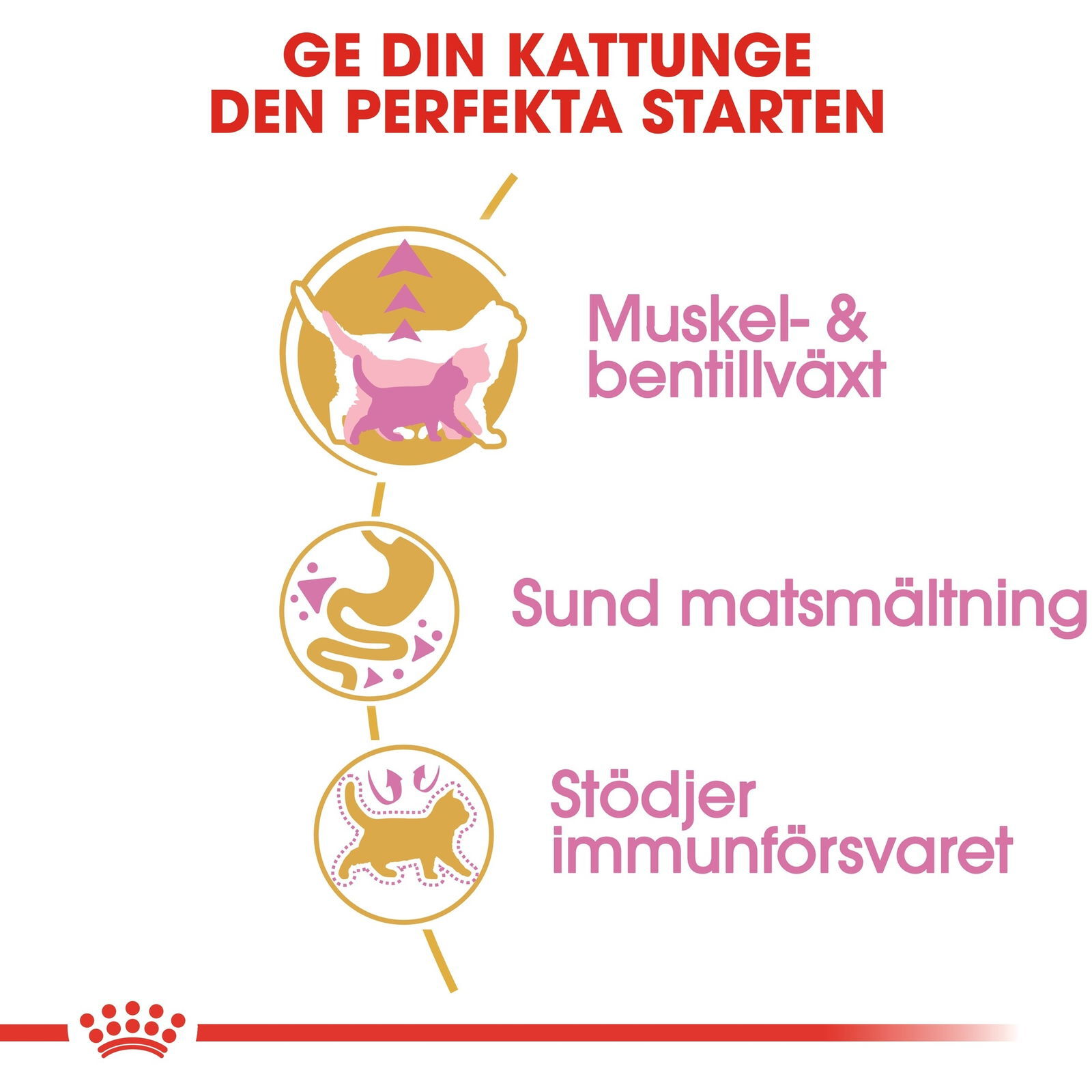 Royal Canin British Shorthair Kitten torrfoder för kattunge