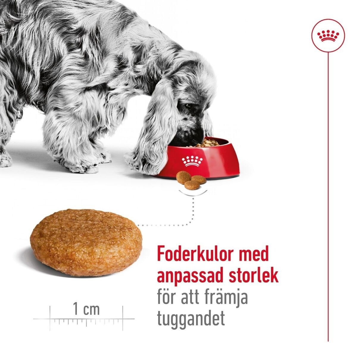 Royal Canin Medium Adult torrfoder för hund