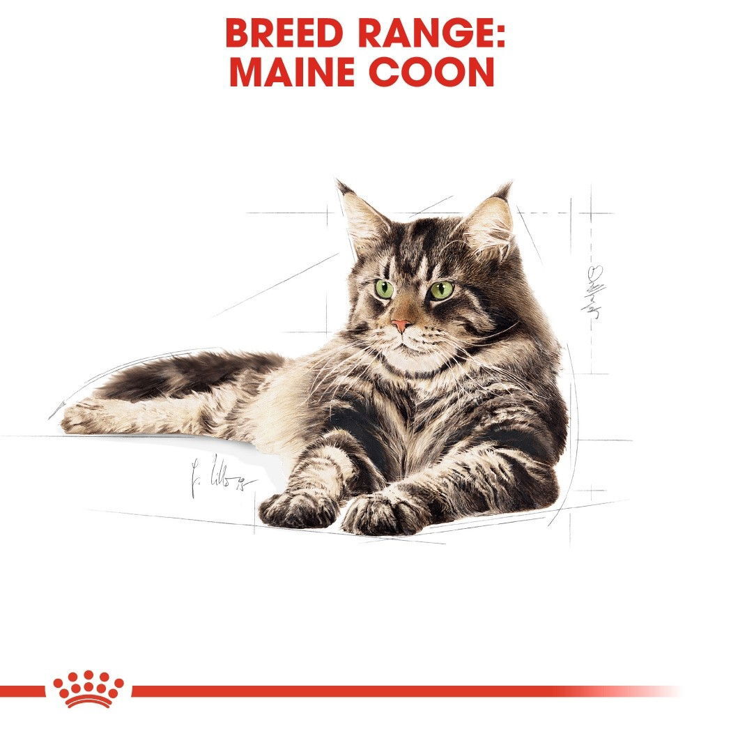 Royal Canin Maine Coon Adult Gravy våtfoder för katt