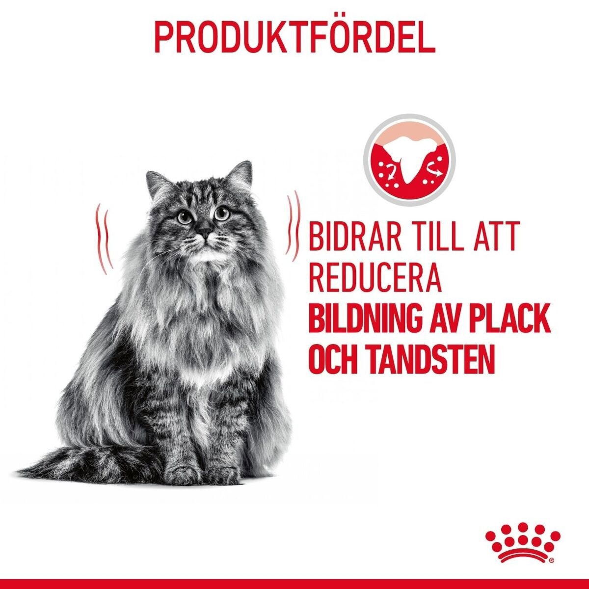 Royal Canin Dental Care Adult torrfoder för katt