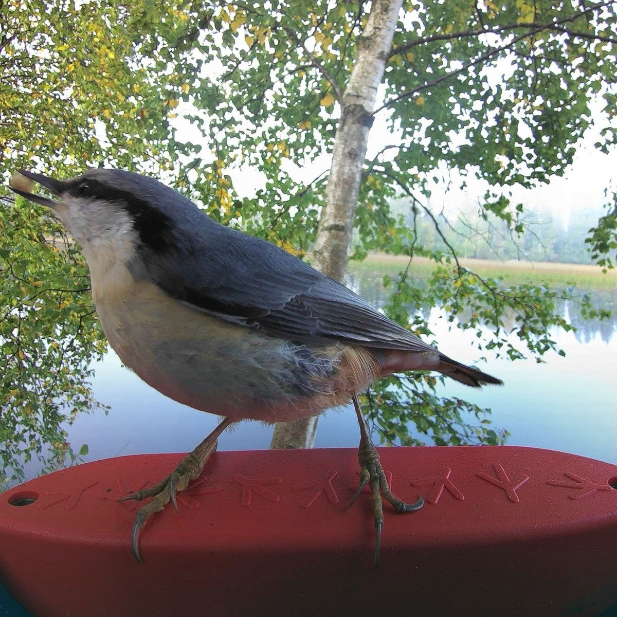 Birdbuddy Smart Bird Feeder with Solar Roof, blue