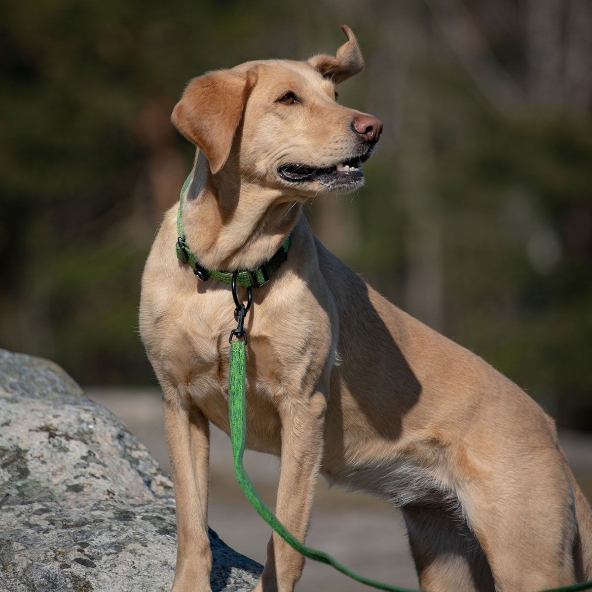 Feel Active Padded Leash Forest Green