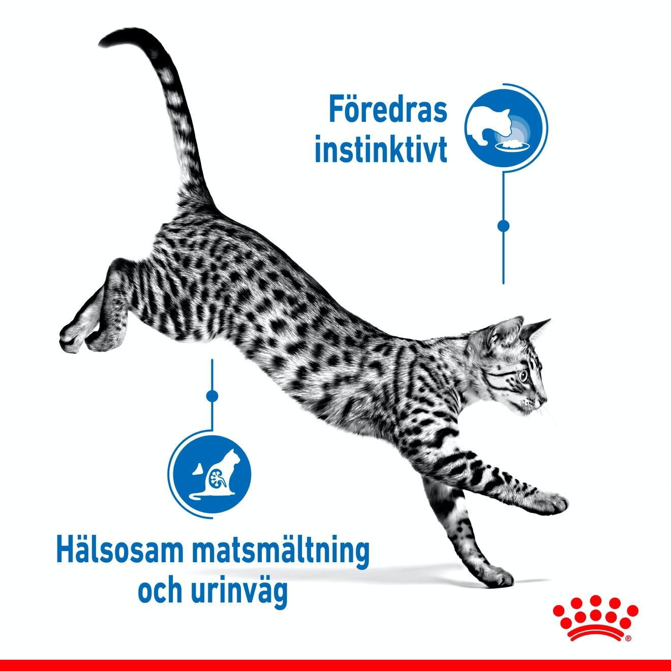Royal Canin Indoor Sterilised Jelly Adult våtfoder för katt