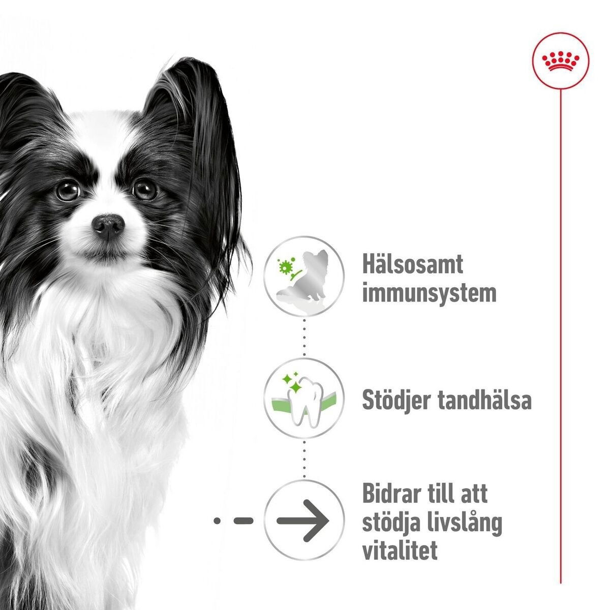 Royal Canin X-small Ageing 12+ torrfoder för hund