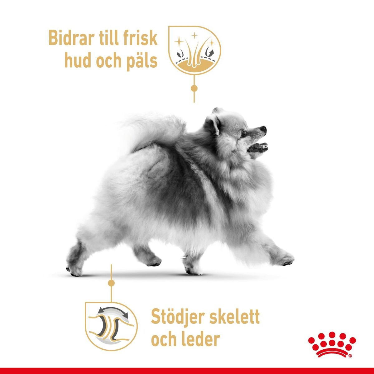 Royal Canin Pomeranian Adult dry food